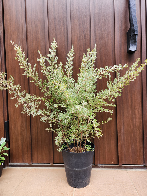 大きめ　グレビレア　イルミナ　オージープランツ　ワイルドフラワー　鉢植え　苗 1枚目の画像
