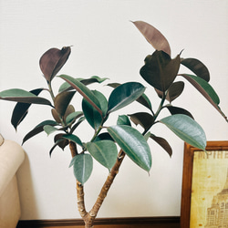 ［現品］9番　フィカス　バーガンディ　8号　観葉植物　大型　室内　人気　育てやすい　黒ゴム 11枚目の画像