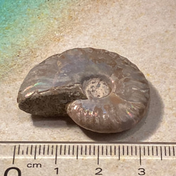 レインボー【希少】アンモナイト　化石 5枚目の画像