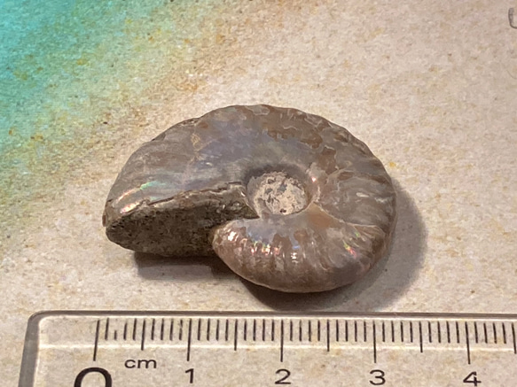 レインボー【希少】アンモナイト　化石 5枚目の画像