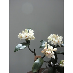✿【 粘土置物 】「大人に香る魅力。ダークグリーンの葉に映える」沈丁花の花枝（ホワイト） No.1 ／ 花瓶付き 14枚目の画像