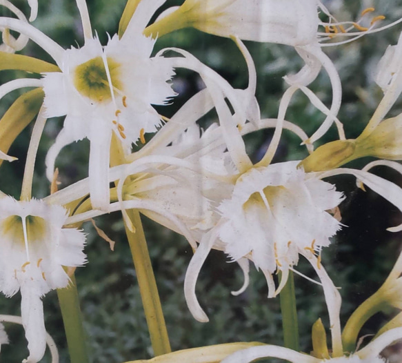 芳香【ヒメノカリス  1球】放任栽培で毎年開花する見応えあるエキゾチックな花 1枚目の画像