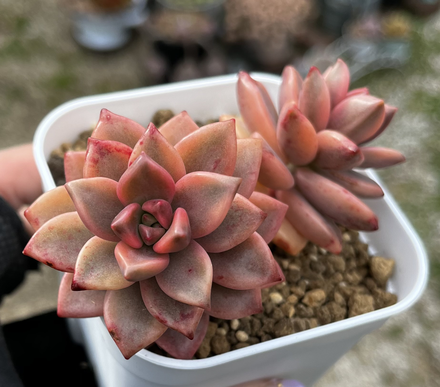 多肉・コスモス錦・新品種・希少・レア・抜き苗