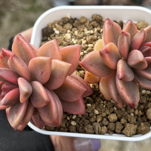 アルマンズ錦 希少 厳選韓国苗 多肉 抜き苗 ネームタグ付き 多肉植物