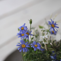 グレーのバスケットに♪爽やかブルーのギャザリング寄せ植え 9枚目の画像