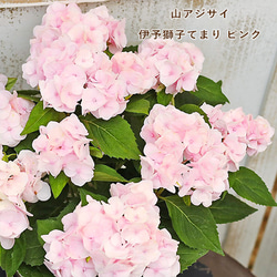 鉢花 山アジサイ 伊予獅子てまり ピンク 4号ポット あじさい 人気 コンパクト 毎年咲く 1枚目の画像