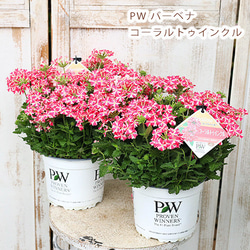 ぴ 花苗 6株 花苗 PW バーベナ スーパーベナ コーラルトゥインクル 5号ポット