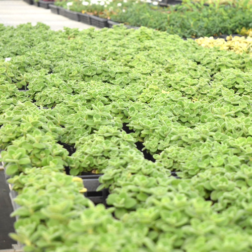 アロマティカス ポットごと発送！無農薬 多肉植物/ハーブ　ｍ24 アロマティカス ポットごと発送！無農薬 多肉植物/ハーブ m24 【公式