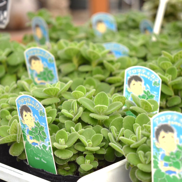 アロマティカス ポットごと発送！無農薬 多肉植物/ハーブ　ｍ24 大人気 アロマティカス 多肉植物 ハーブ ミント 虫よけ 苗 土付