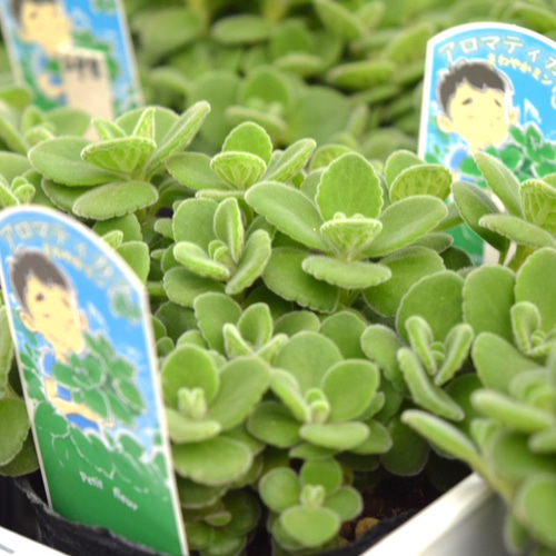 大人気 アロマティカス 多肉植物 ハーブ ミント 虫よけ 苗 土付