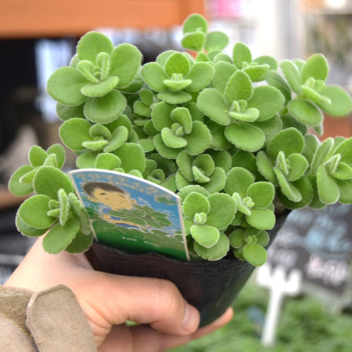 アロマティカス ポットごと発送！無農薬 多肉植物/ハーブ　ｍ24 アロマティカス ポットごと発送！無農薬 多肉植物/ハーブ m24