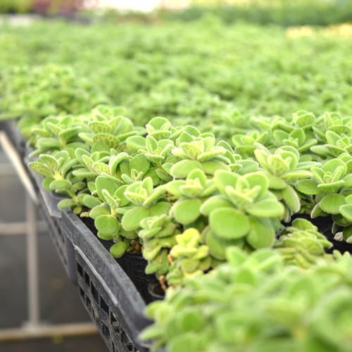 大人気 アロマティカス 多肉植物 ハーブ ミント 虫よけ 苗 土付