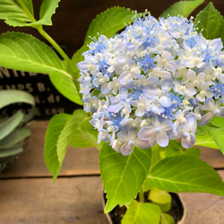 超希少♡ミカワチドリ♡山アジサイ♡三河千鳥♡紫陽花 10枚目の画像