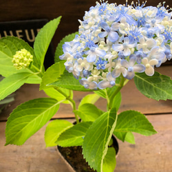 超希少♡ミカワチドリ♡山アジサイ♡三河千鳥♡紫陽花 5枚目の画像