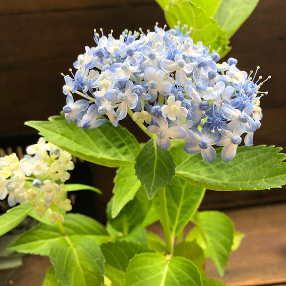 超希少♡ミカワチドリ♡山アジサイ♡三河千鳥♡紫陽花 13枚目の画像