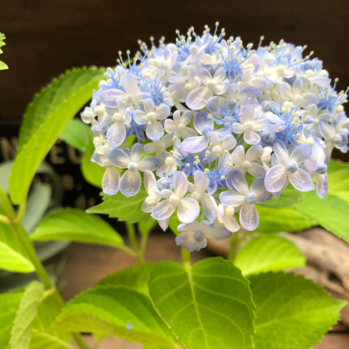 紫陽花KAMIKA 雨上がりのグラングリーンで紫陽花発見！ ウメキタのど真ん中で