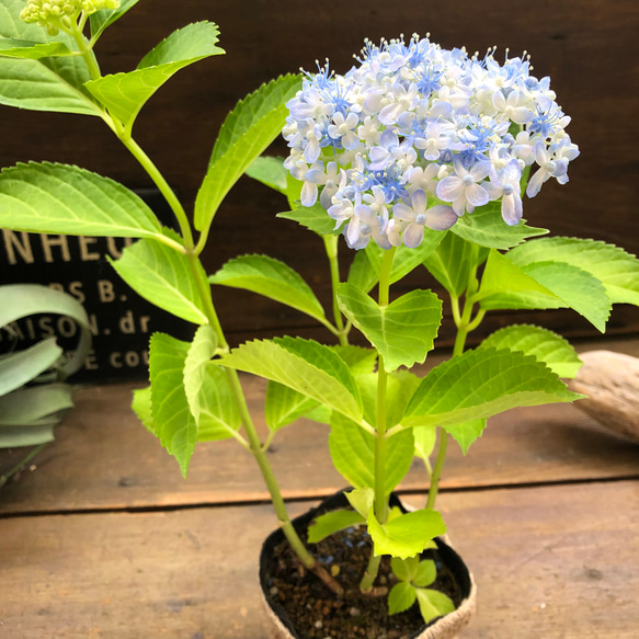 超希少♡ミカワチドリ♡山アジサイ♡三河千鳥♡紫陽花 11枚目の画像