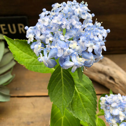 超希少♡ミカワチドリ♡山アジサイ♡三河千鳥♡紫陽花 20枚目の画像