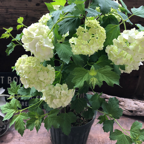 大手毬 白 オオデマリ ビバーナム 庭木 ガーデニング 鉢ごと発送