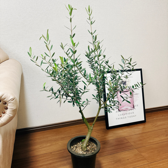 ［現品］2番　創樹　オリーブ　ネバディロブランコ　6号　観葉植物  屋外　ベランダ  souju オリーブの木　おしゃれ 2枚目の画像