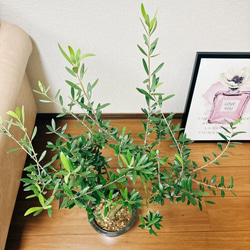 ［現品］2番　創樹　オリーブ　ネバディロブランコ　6号　観葉植物  屋外　ベランダ  souju オリーブの木　おしゃれ 4枚目の画像