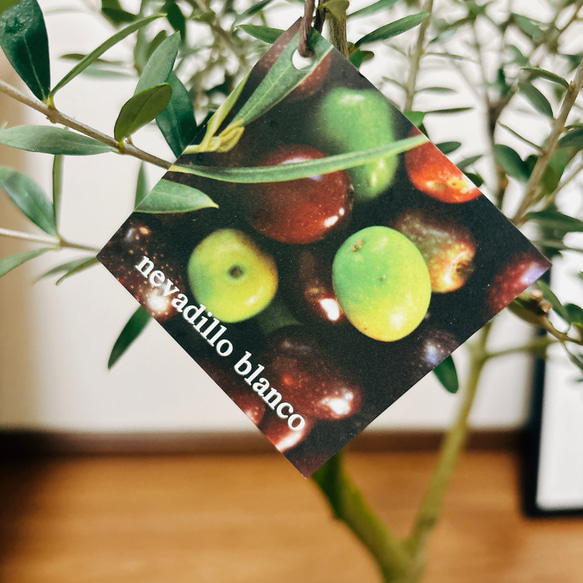 ［現品］2番　創樹　オリーブ　ネバディロブランコ　6号　観葉植物  屋外　ベランダ  souju オリーブの木　おしゃれ 10枚目の画像