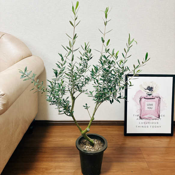 ［現品］2番　創樹　オリーブ　ネバディロブランコ　6号　観葉植物  屋外　ベランダ  souju オリーブの木　おしゃれ 8枚目の画像