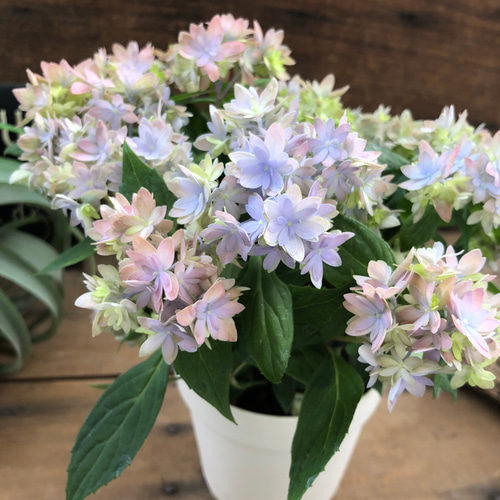 最新品種♡マルルー♡山紫陽花♡ガーデニング アートフラワー パリ