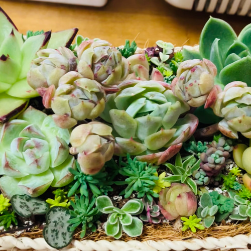 多肉植物 ♡そのまま飾れる寄せ植え♡ラタムバスケット2点セット