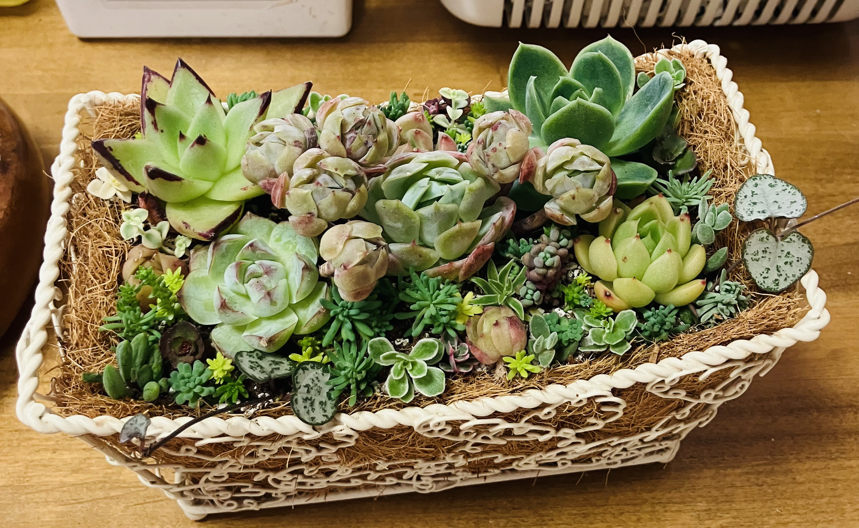 そのまま飾れる多肉植物寄せ植え バスケット 管理書付