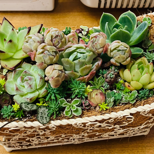 55）売り切れました❤︎バスケットに多肉植物寄せ植えそのまま飾れる