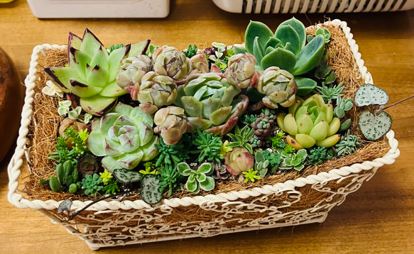 55）売り切れました❤︎バスケットに多肉植物寄せ植えそのまま飾れる