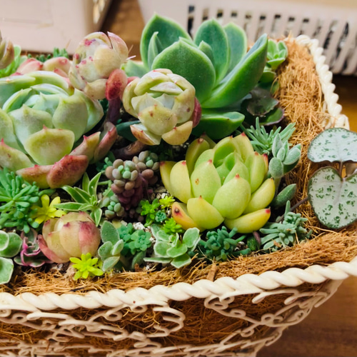 55）売り切れました❤︎バスケットに多肉植物寄せ植えそのまま飾れる