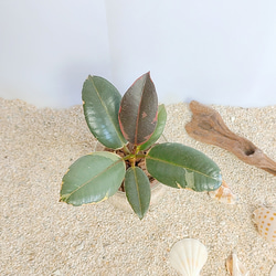 ゴムの木　フィカス　ティネケ　ハイドロカルチャー 観葉植物 3枚目の画像