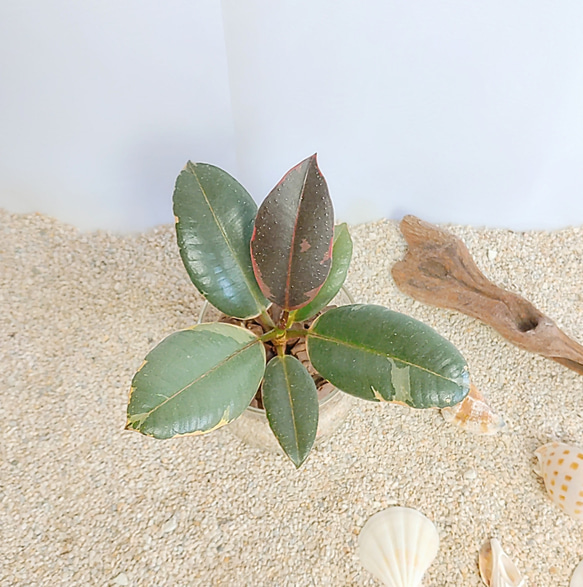 ゴムの木　フィカス　ティネケ　ハイドロカルチャー 観葉植物 3枚目の画像