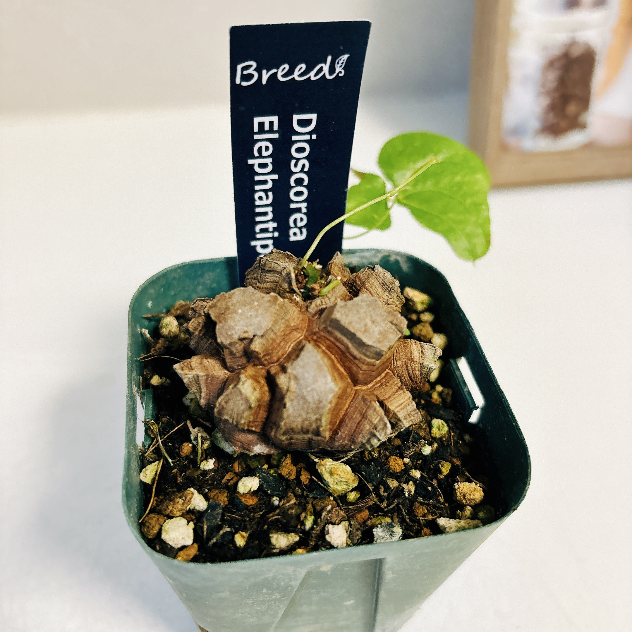 現品］5番 ディオスコレア エレファンティペス 亀甲竜 観葉植物 珍しい