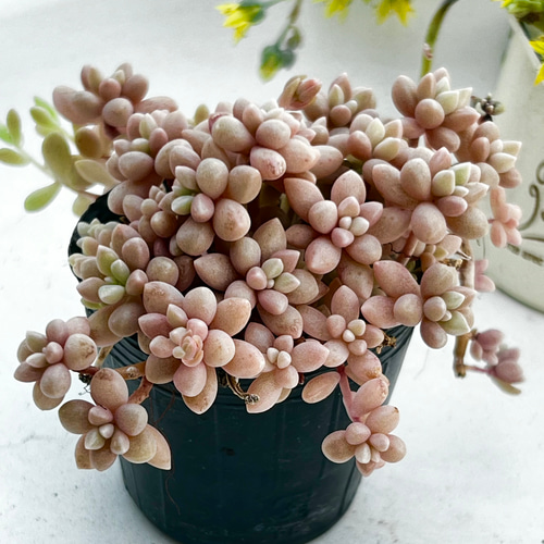 多肉植物✩.*˚姫秋麗 ポットごと 多肉植物【姫秋麗】小苗群生 ポットごと or 抜き苗 6㎝ポット