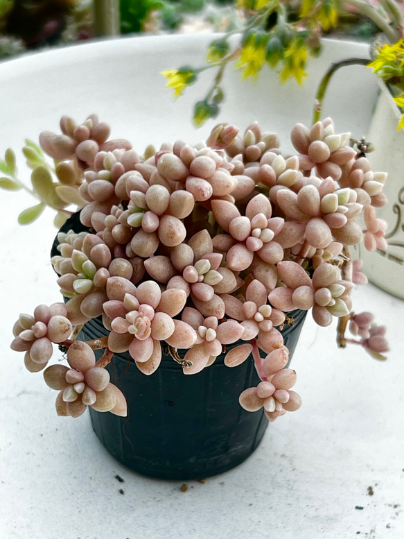 姫秀麗【抜き苗】多肉植物 多肉植物抜き苗 姫秀麗