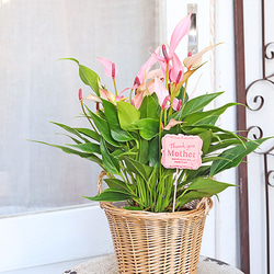 母の日ギフト 観葉植物 アンスリウム リリー＆ナチュラルバスケット 花 ピンク  室内 飾る 5枚目の画像
