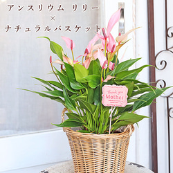 母の日ギフト 観葉植物 アンスリウム リリー＆ナチュラルバスケット 花 ピンク  室内 飾る 1枚目の画像