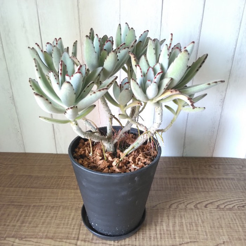 現品】カランコエ【月兎耳】ツキトジ 観葉植物 高級セラアート鉢受け皿