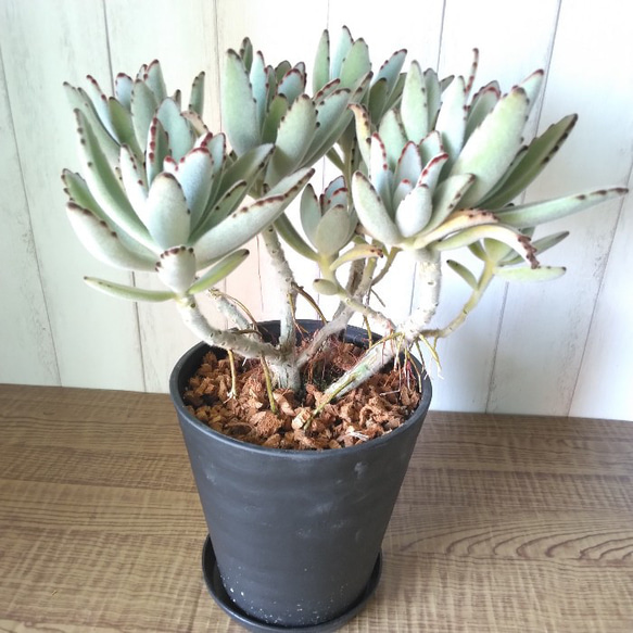 現品】カランコエ【月兎耳】ツキトジ 観葉植物 高級セラアート鉢受け皿