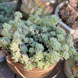 プロリフィカ＊エケベリア＊多肉植物＊抜き苗 6枚目の画像