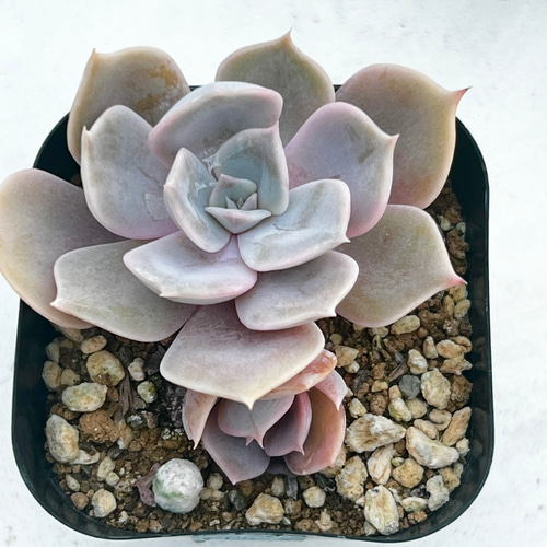 マドレーヌ♥️＊エケベリア＊多肉植物＊抜き苗 多肉植物 ＊N＊ 通販  