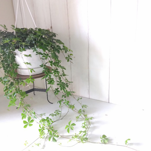 シッサス・シュガーバイン　人気　爽やかな観葉植物　吊り鉢　5号鉢　常緑つる性　 5枚目の画像