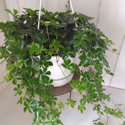 シッサス・シュガーバイン　人気　爽やかな観葉植物　吊り鉢　5号鉢　常緑つる性　 7枚目の画像