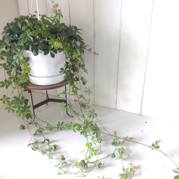 シッサス・シュガーバイン　人気　爽やかな観葉植物　吊り鉢　5号鉢　常緑つる性　 12枚目の画像