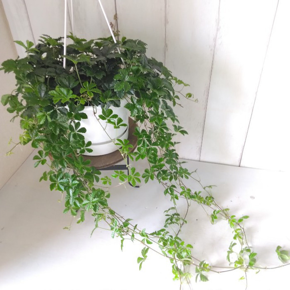 シッサス・シュガーバイン　人気　爽やかな観葉植物　吊り鉢　5号鉢　常緑つる性　 3枚目の画像