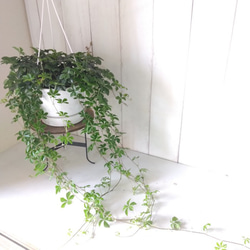 シッサス・シュガーバイン　人気　爽やかな観葉植物　吊り鉢　5号鉢　常緑つる性　 1枚目の画像