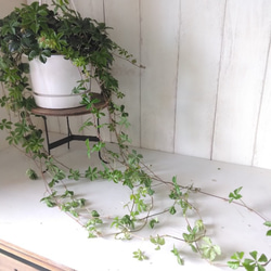 シッサス・シュガーバイン　人気　爽やかな観葉植物　吊り鉢　5号鉢　常緑つる性　 9枚目の画像